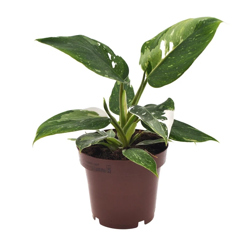 Philodendron ‘White Princess’ – Baumfreund – 12 cm Topf, 25 cm hoch