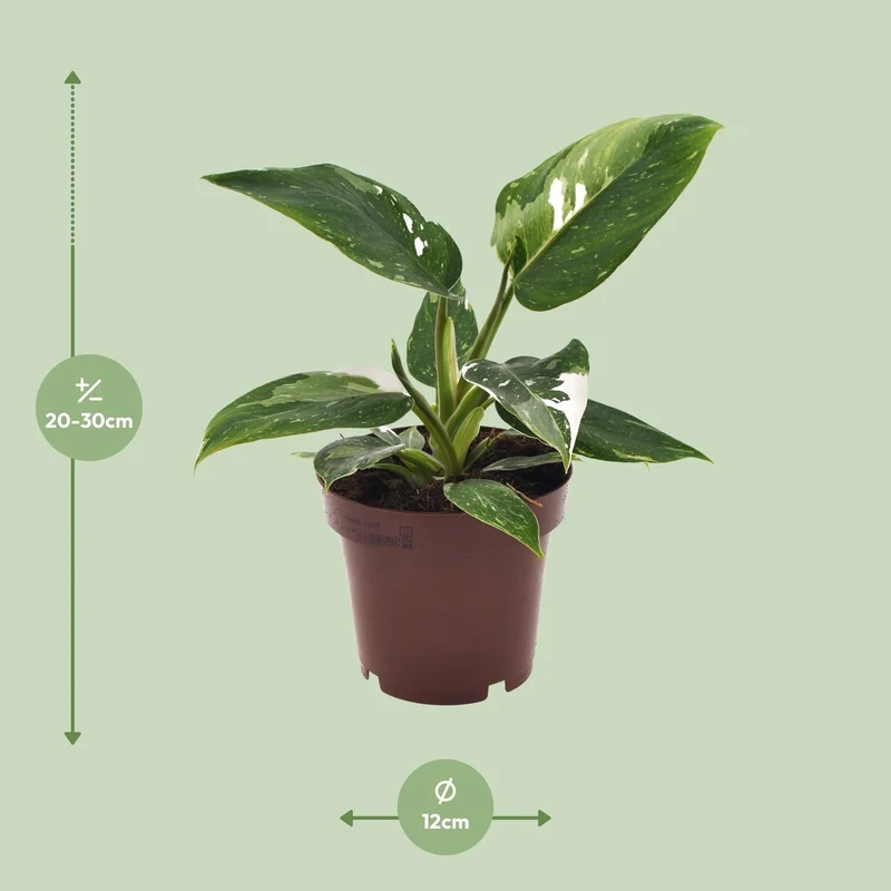 Philodendron ‘White Princess’ – Baumfreund – 12 cm Topf, 25 cm hoch