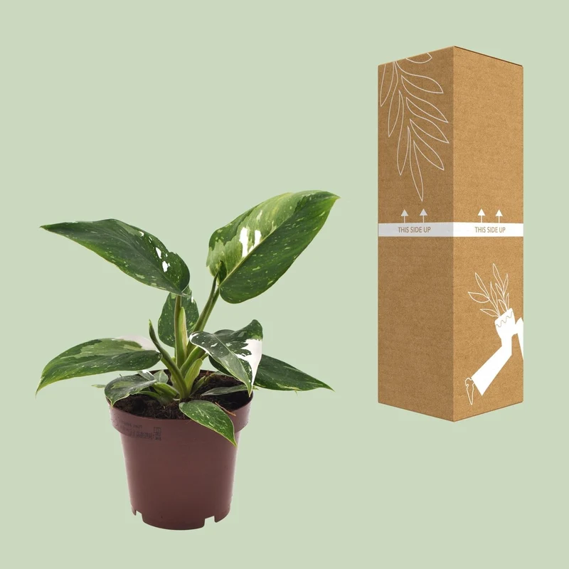 Philodendron ‘White Princess’ – Baumfreund – 12 cm Topf, 25 cm hoch