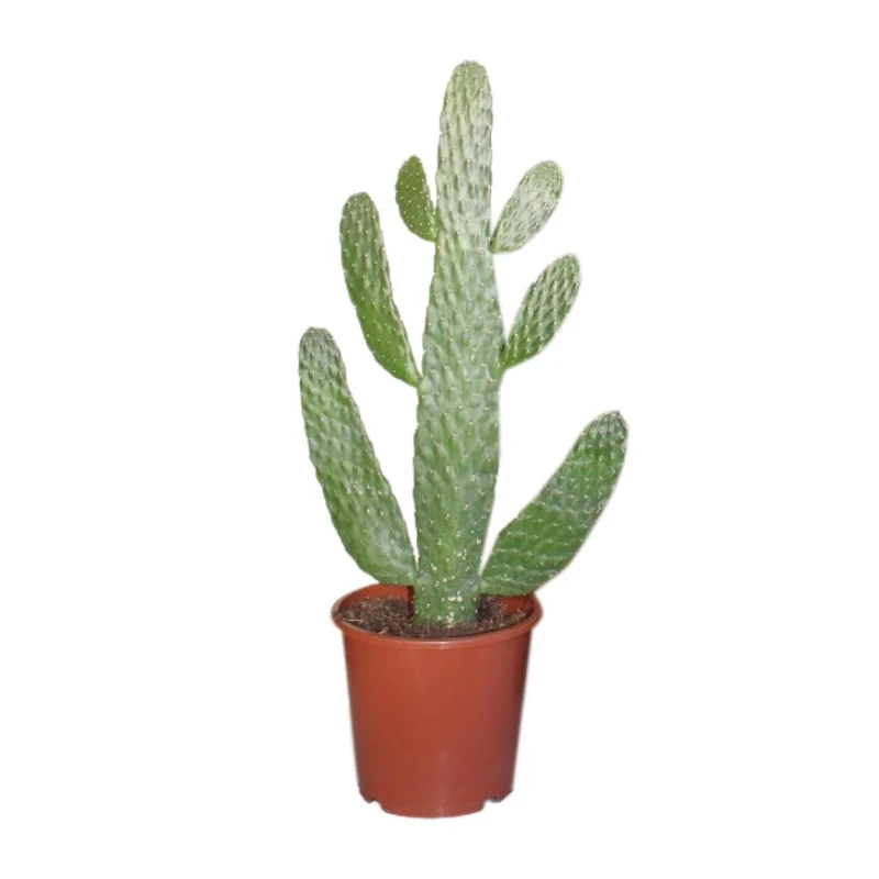 Opuntia consolea – Feigenkaktus – 17 cm Topf, 55 cm hoch