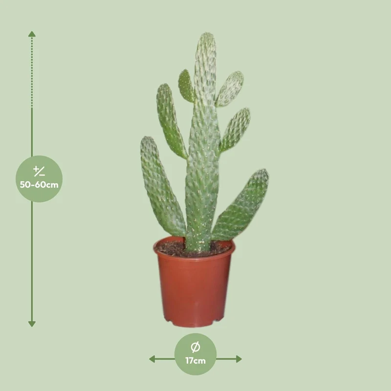 Opuntia consolea – Feigenkaktus – 17 cm Topf, 55 cm hoch