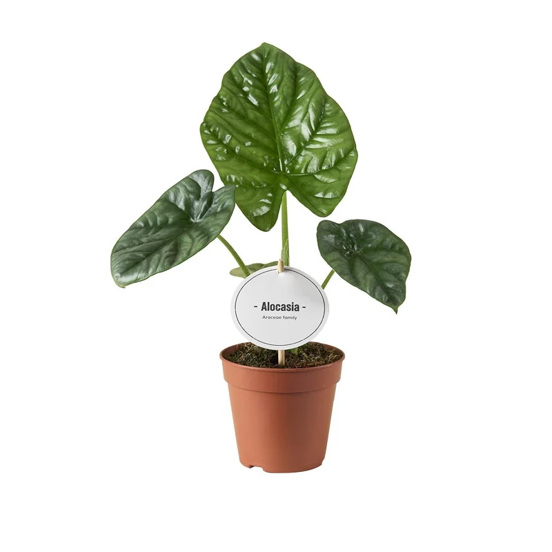 Alocasia ‘Lukiwan’ – Elefantenohr – 12 cm Topf, 20 cm hoch