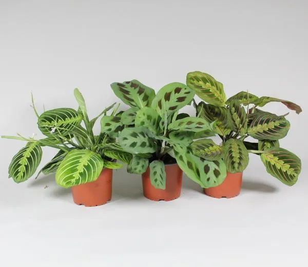 Maranta leuconeura ‘Fascinator’ – Mix aus 3 Sorten – 12 cm Topf, ca. 30 cm hoch