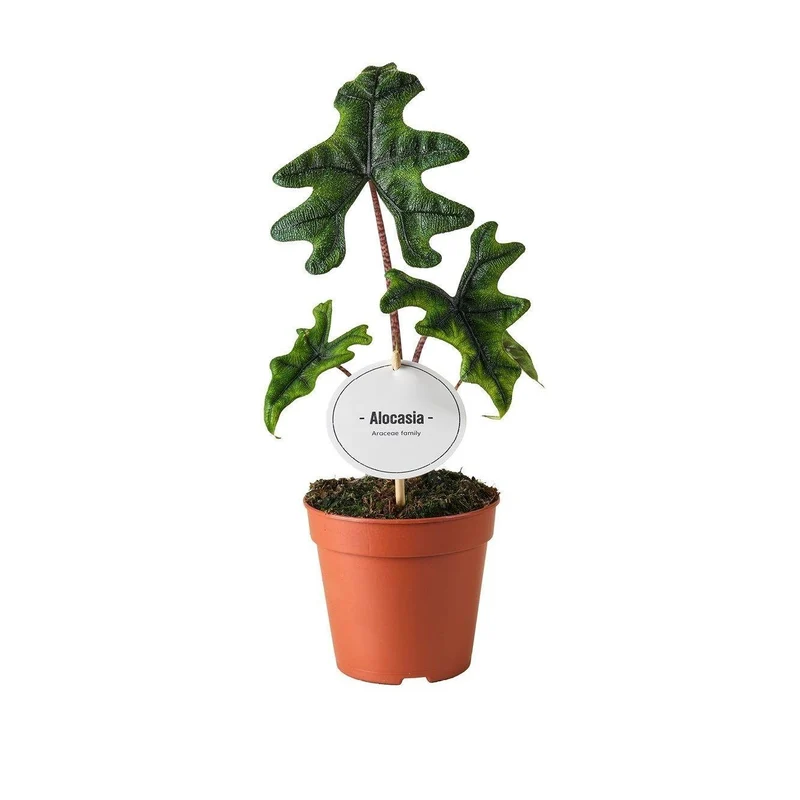 Alocasia ‘Jacklyn’ – Elefantenohr – 12 cm Topf, 30 cm hoch