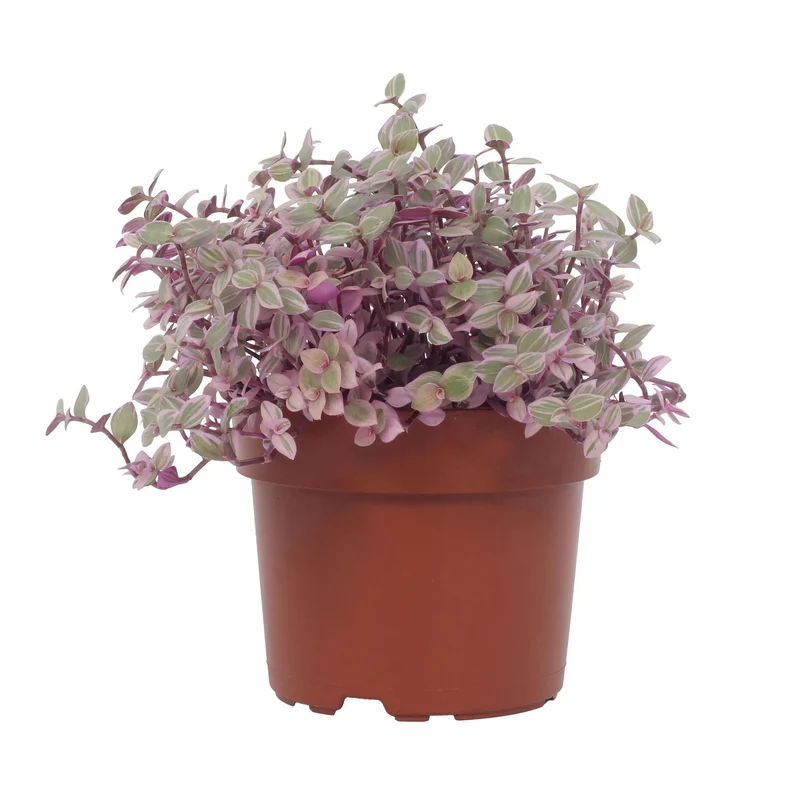 Callisia repens ‘Rosato’ – Pinke Dreimasterblume – 12 cm Topf, 16 cm hoch