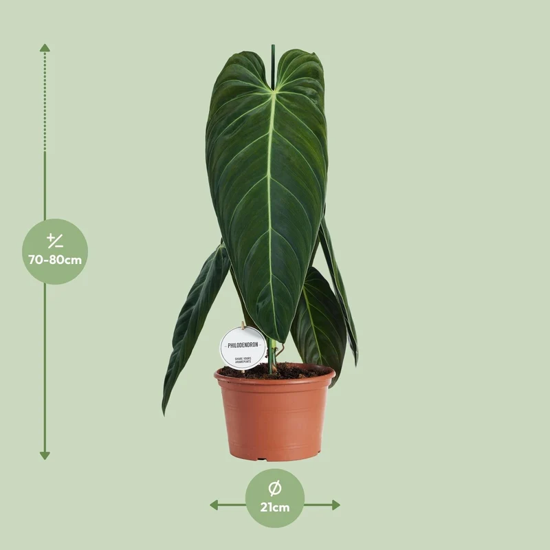 Philodendron melanochrysum – Baumfreund – 21 cm Topf, 75 cm hoch