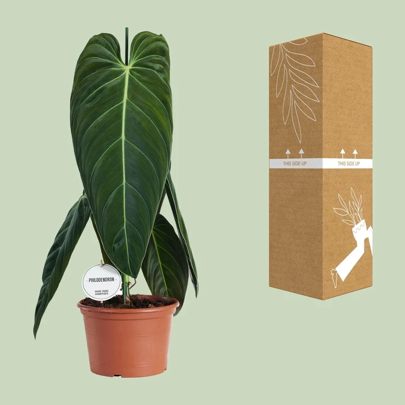 Philodendron melanochrysum – Baumfreund – 21 cm Topf, 75 cm hoch