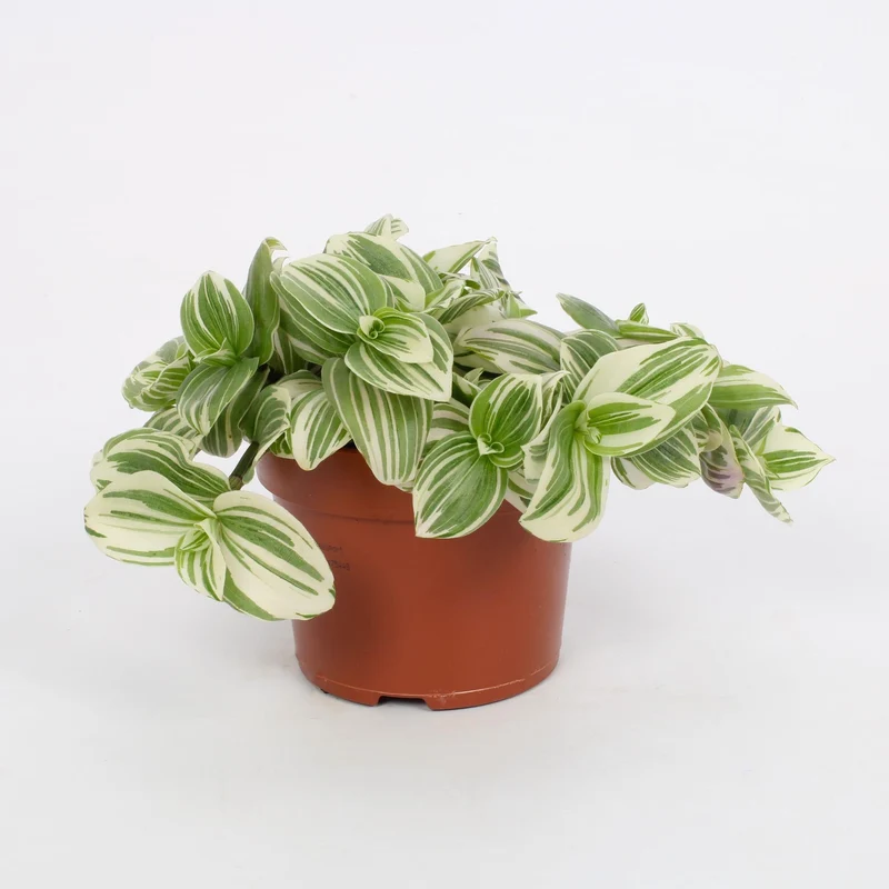 Tradescantia albiflora ‘Giant White Beach’ – Dreimasterblume – 12 cm Topf, 17 cm hoch