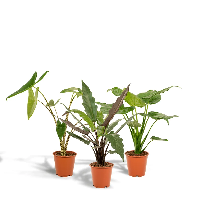 Alocasia zebrina, Alocasia cucullata i Alocasia lauterbachiana – 3 rośliny – doniczka 19 cm, ok. 60–75 cm wzrostu