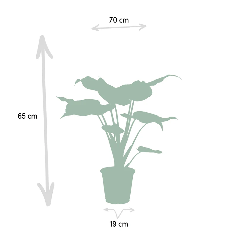Alocasia zebrina, Alocasia cucullata i Alocasia lauterbachiana – 3 rośliny – doniczka 19 cm, ok. 60–75 cm wzrostu