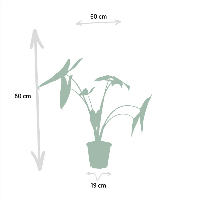 Alocasia zebrina, Alocasia cucullata i Alocasia lauterbachiana – 3 rośliny – doniczka 19 cm, ok. 60–75 cm wzrostu
