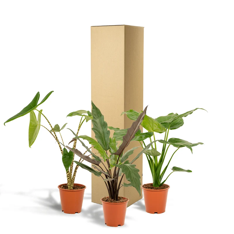 Alocasia zebrina, Alocasia cucullata i Alocasia lauterbachiana – 3 rośliny – doniczka 19 cm, ok. 60–75 cm wzrostu