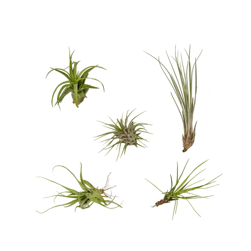 Tillandsia Air Mix – Tillandsias – 5 pièces – env. 6 cm de hauteur