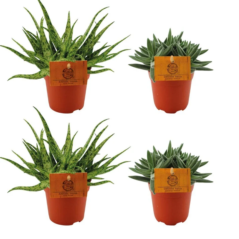 2x Aloes 'Spider' i 2x Crassula tenelli – 4 rośliny – doniczka 10,5 cm, wysokość 10 cm
