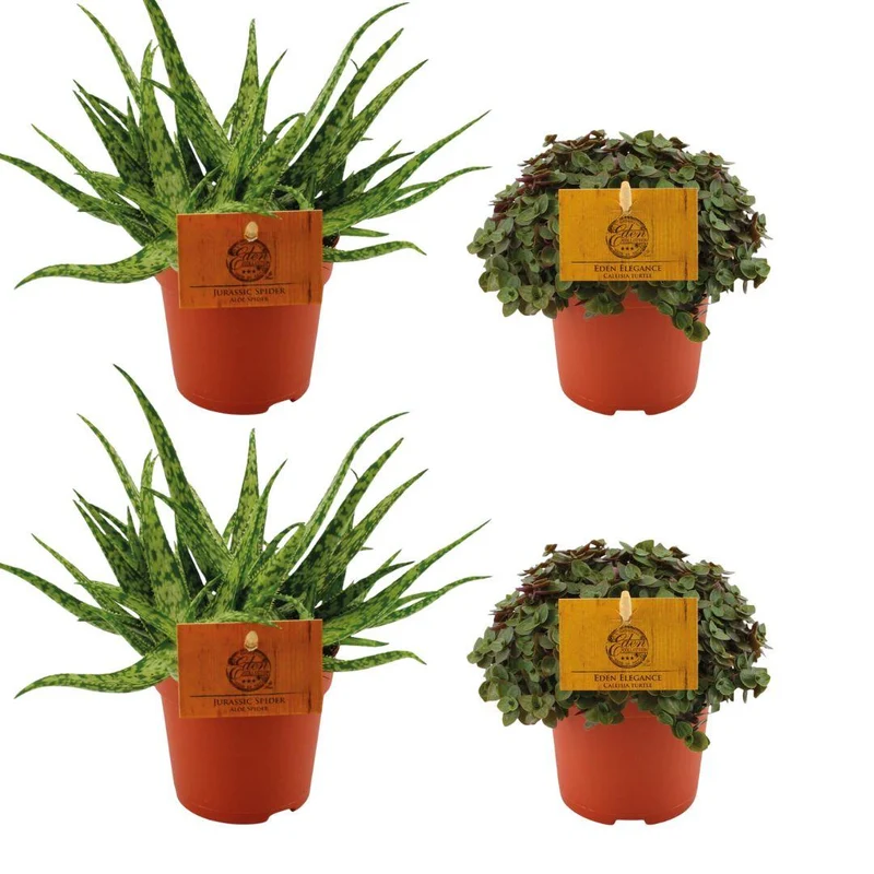 2x Aloe ‘Spider’ & 2x Callisia ‘Turtle’ – 4 Pflanzen – 10,5 cm Topf, 10 cm hoch