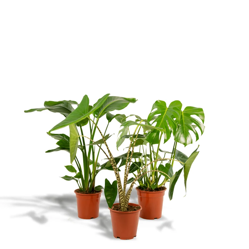 Monstera deliciosa, Alocasia zebrina & Strelitzia nicolai – 3 plantes – pot de 19–21 cm, env. 75–85 cm de hauteur