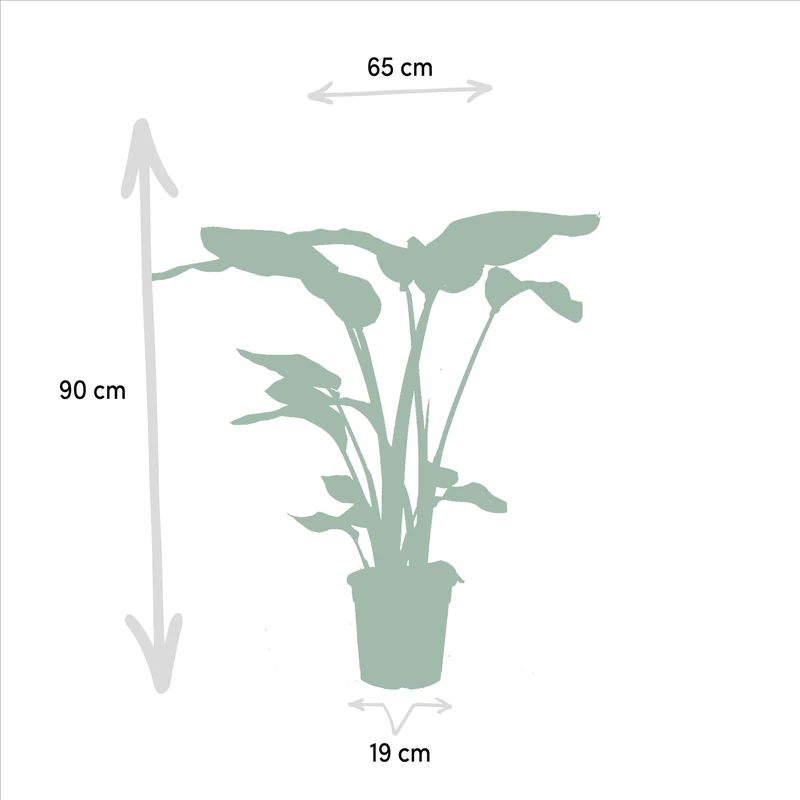 Monstera deliciosa, Alocasia zebrina & Strelitzia nicolai – 3 plantes – pot de 19–21 cm, env. 75–85 cm de hauteur
