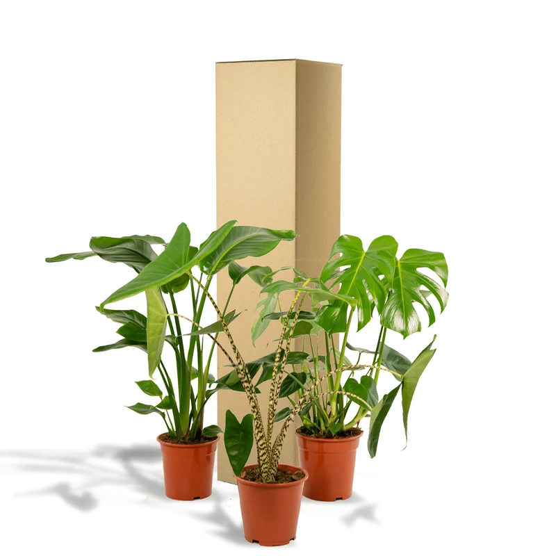 Monstera deliciosa, Alocasia zebrina & Strelitzia nicolai – 3 plantes – pot de 19–21 cm, env. 75–85 cm de hauteur
