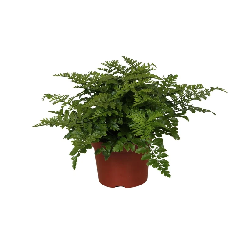 Asplenium ‘Parvati’ – Nestfarn – verschiedene Größen - 25-30 cm hoch