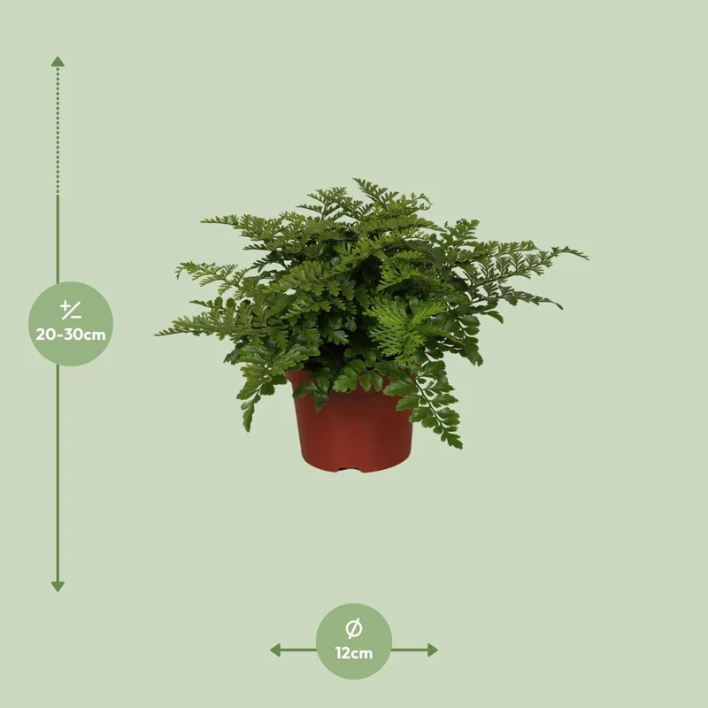 Asplenium ‘Parvati’ – Nestfarn – verschiedene Größen - 25-30 cm hoch