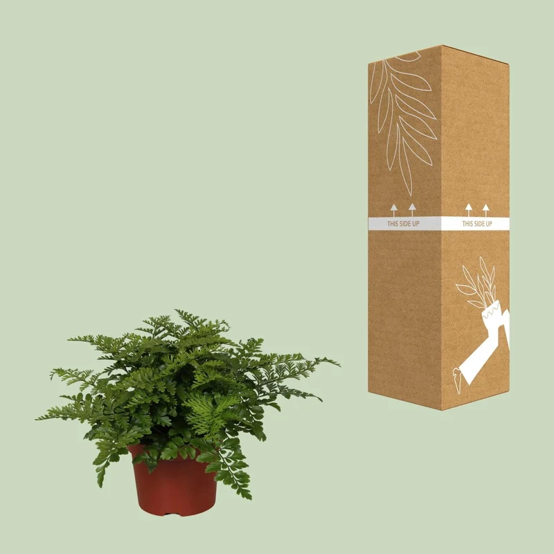 Asplenium ‘Parvati’ – Nestfarn – verschiedene Größen - 25-30 cm hoch