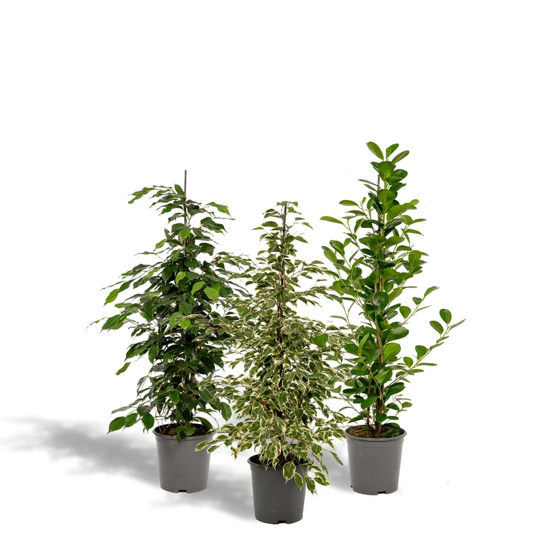 Ficus benjamina ‘Danielle’, Ficus benjamina ‘Twilight’ & Ficus microcarpa ‘Moclame’ – 3 Pflanzen – 21 cm Topf, ca. 95 cm hoch