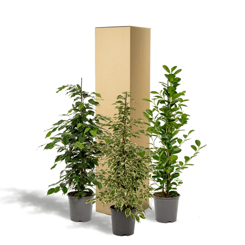 Ficus benjamina ‘Danielle’, Ficus benjamina ‘Twilight’ & Ficus microcarpa ‘Moclame’ – 3 Pflanzen – 21 cm Topf, ca. 95 cm hoch