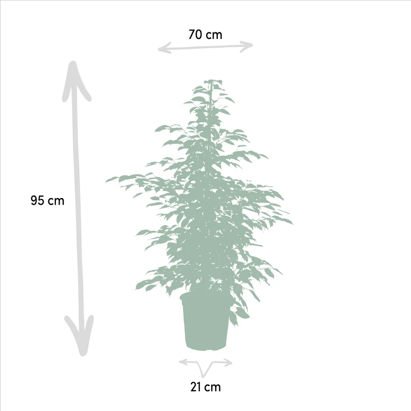 Ficus benjamina ‘Danielle’, Ficus benjamina ‘Twilight’ & Ficus microcarpa ‘Moclame’ – 3 Pflanzen – 21 cm Topf, ca. 95 cm hoch