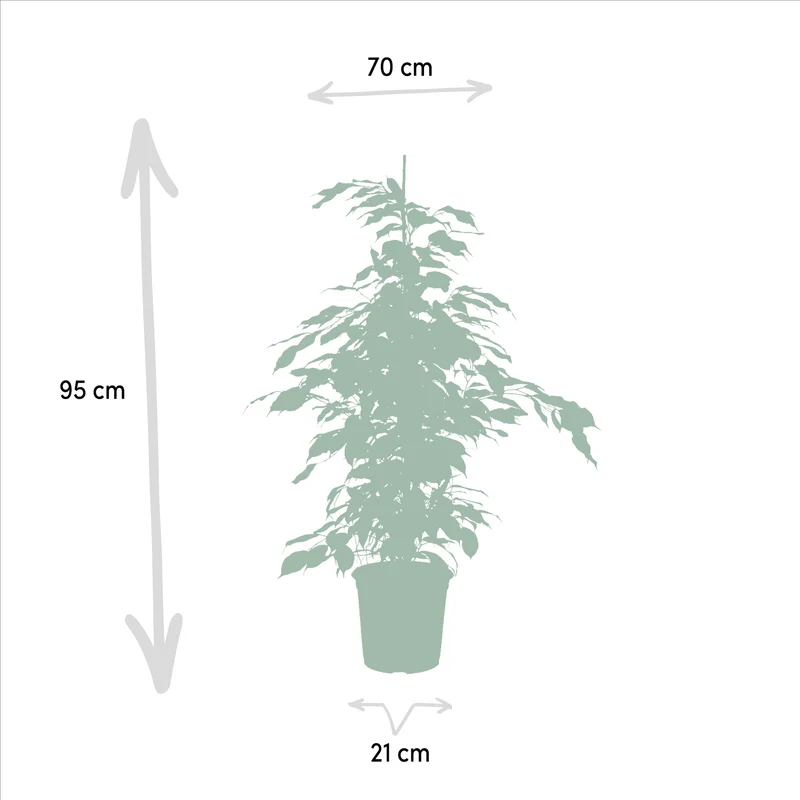 Ficus benjamina ‘Danielle’, Ficus benjamina ‘Twilight’ & Ficus microcarpa ‘Moclame’ – 3 Pflanzen – 21 cm Topf, ca. 95 cm hoch