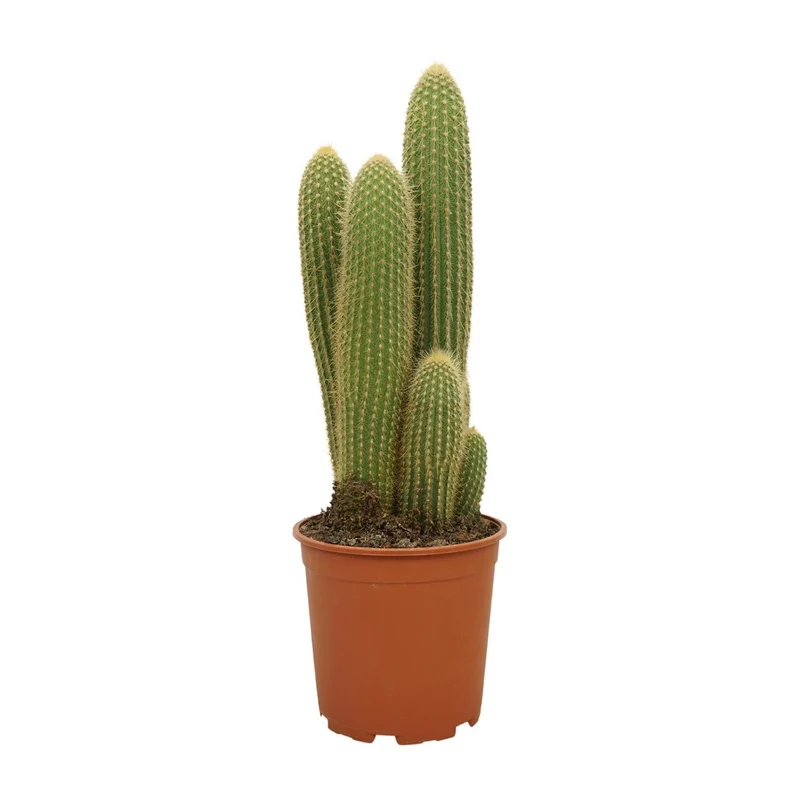 Vatricania guentheri – Kaktus – 21 cm Topf, 55 cm hoch