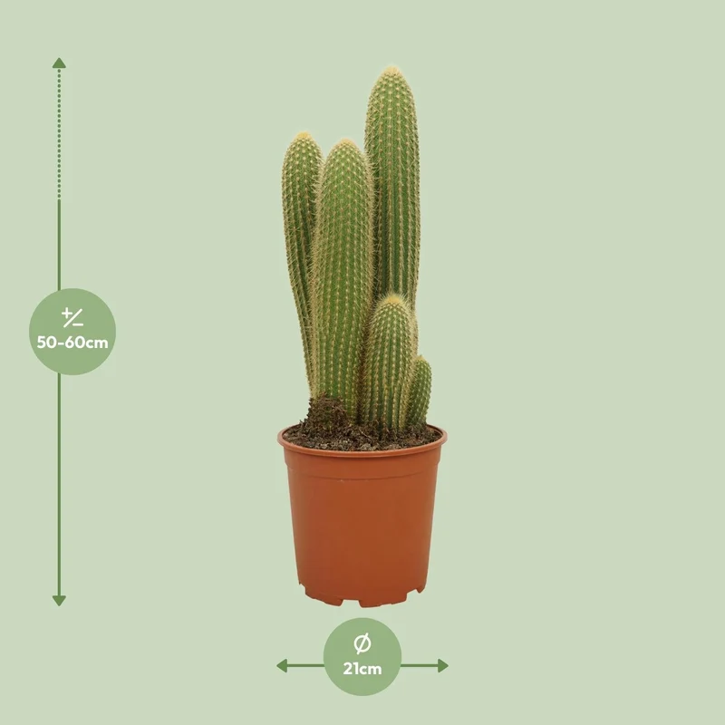 Vatricania guentheri – Kaktus – 21 cm Topf, 55 cm hoch