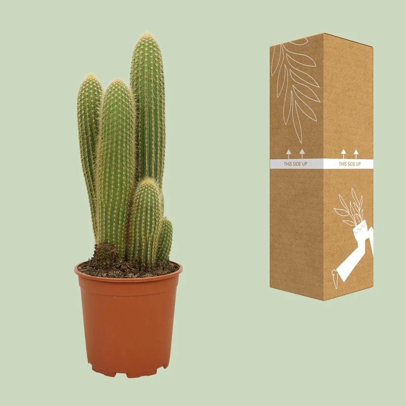 Vatricania guentheri – Kaktus – 21 cm Topf, 55 cm hoch