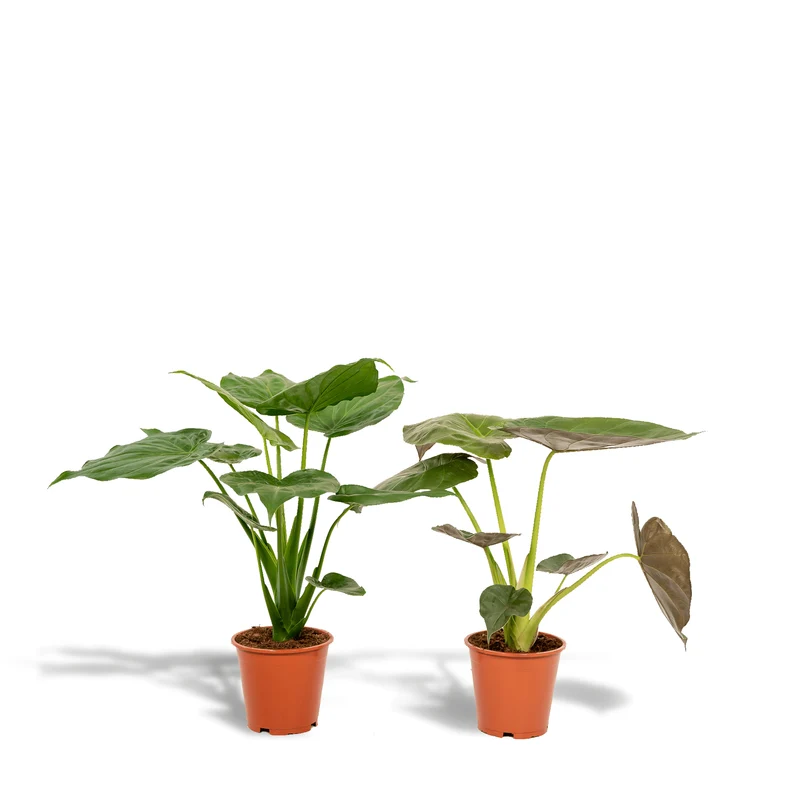 Alocasia cucullata & Alocasia wentii – Elefantenohr – 2 Pflanzen – 19 cm Topf, 60 cm hoch