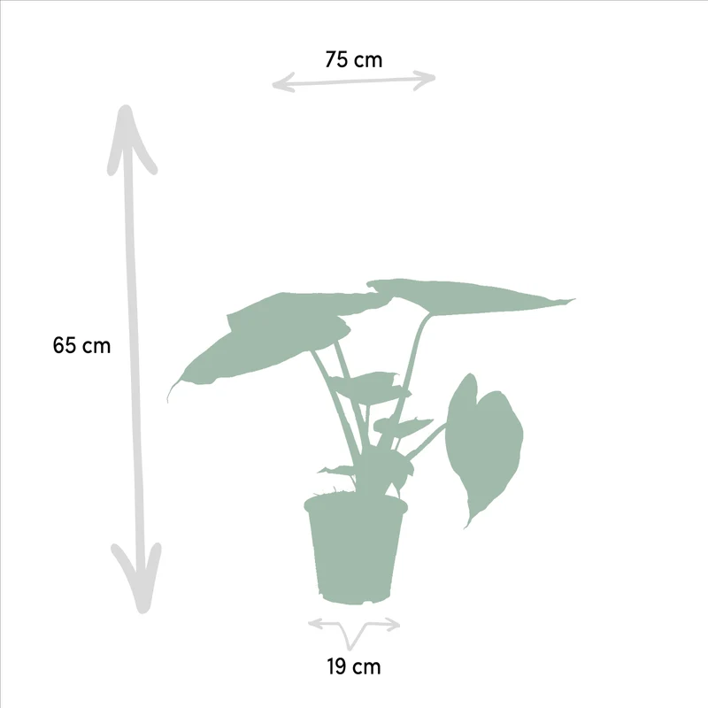 Alocasia cucullata & Alocasia wentii – Elefantenohr – 2 Pflanzen – 19 cm Topf, 60 cm hoch