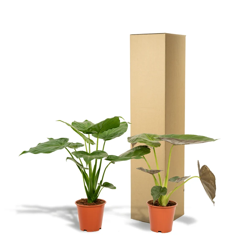 Alocasia cucullata & Alocasia wentii – Elefantenohr – 2 Pflanzen – 19 cm Topf, 60 cm hoch