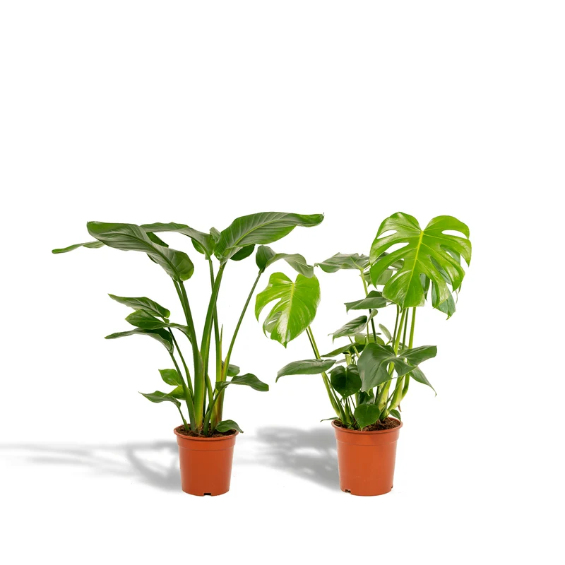 Strelitzia nicolai i Monstera deliciosa – Rajski ptak i ser szwajcarski – 2 rośliny – doniczka 19–21 cm, wysokość ok. 75–85 cm