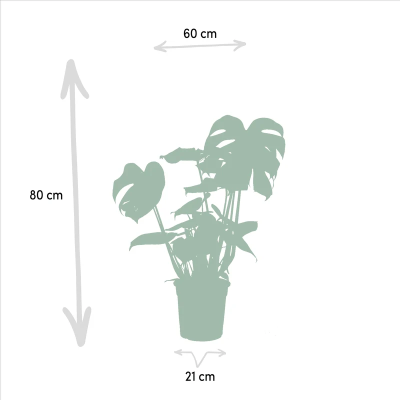 Strelitzia nicolai i Monstera deliciosa – Rajski ptak i ser szwajcarski – 2 rośliny – doniczka 19–21 cm, wysokość ok. 75–85 cm