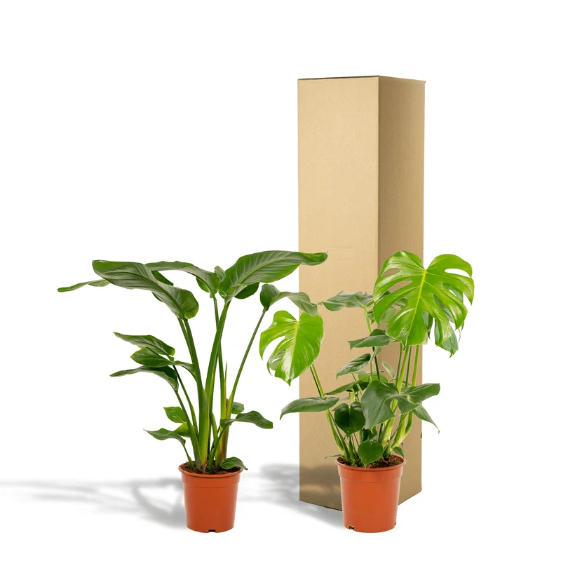 Strelitzia nicolai i Monstera deliciosa – Rajski ptak i ser szwajcarski – 2 rośliny – doniczka 19–21 cm, wysokość ok. 75–85 cm
