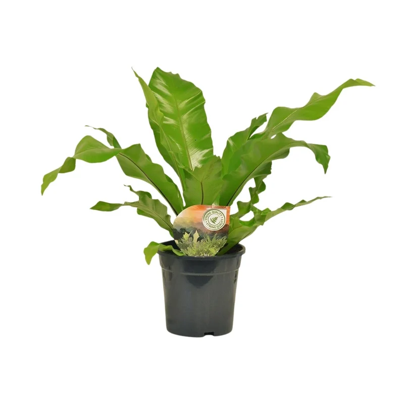 Asplenium nidus – Nestfarn – verschiedene Größen - 35-60 cm hoch