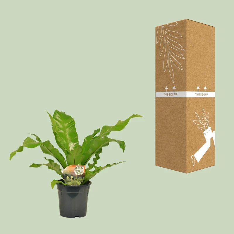 Asplenium nidus – Nestfarn – verschiedene Größen - 35-60 cm hoch