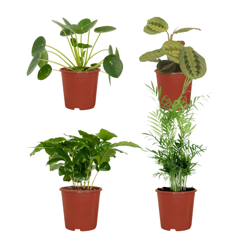 Tierfreundliche Pflanzenkiste – 4 Pflanzen – 12 cm Topf, ca. 20–40 cm hoch