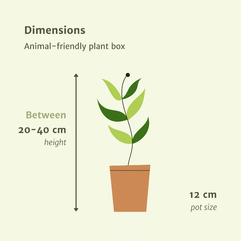 Tierfreundliche Pflanzenkiste – 4 Pflanzen – 12 cm Topf, ca. 20–40 cm hoch