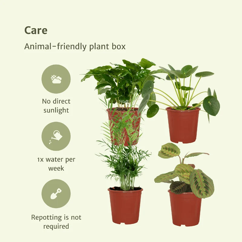 Tierfreundliche Pflanzenkiste – 4 Pflanzen – 12 cm Topf, ca. 20–40 cm hoch