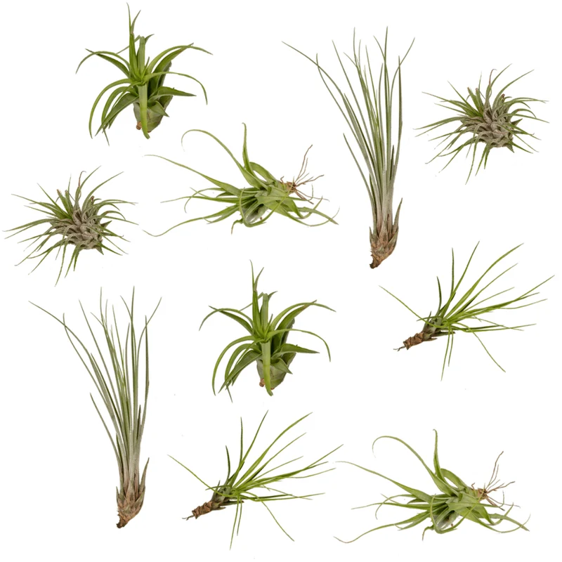 Tillandsia Air Mix – Luftpflanzen – 10 Stück – ca. 6 cm groß