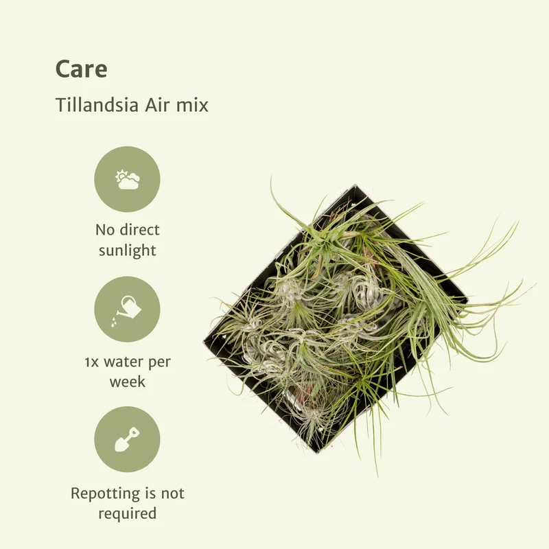 Tillandsia Air Mix – Luftpflanzen – 10 Stück – ca. 6 cm groß