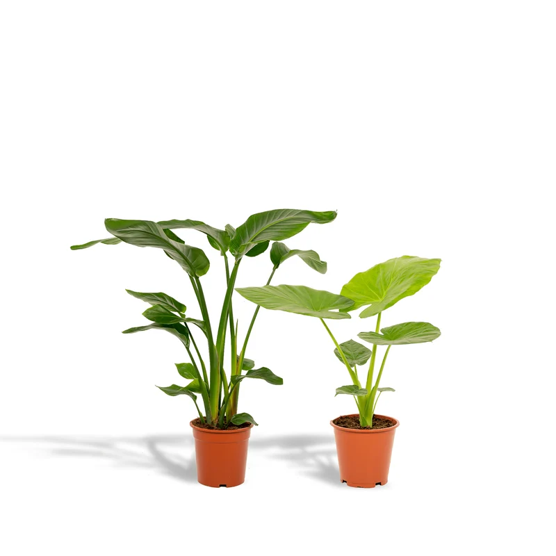 Strelitzia nicolai & Alocasia macrorrhiza – Paradiesvogelblume & Elefantenohr – 2 Pflanzen – 19 cm Topf, ca. 70–85 cm hoch