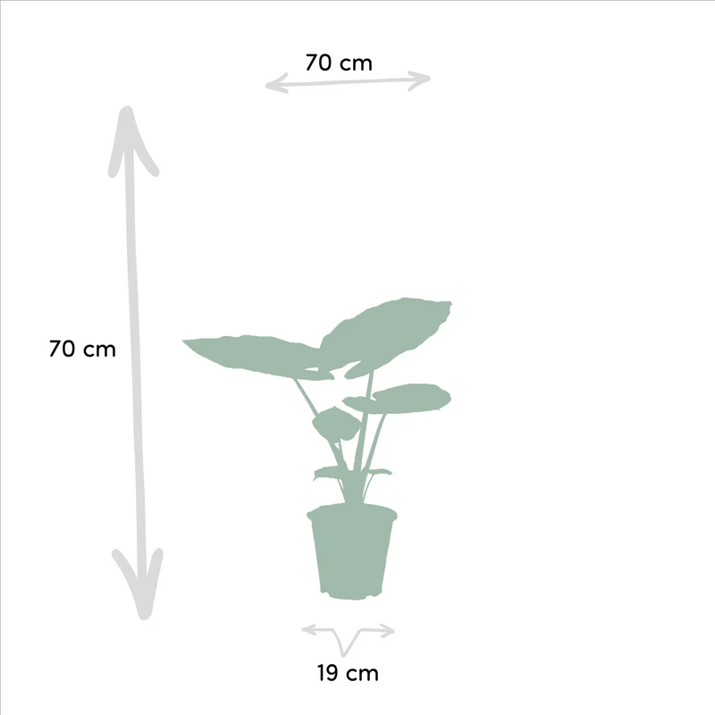 Strelitzia nicolai & Alocasia macrorrhiza – Paradiesvogelblume & Elefantenohr – 2 Pflanzen – 19 cm Topf, ca. 70–85 cm hoch
