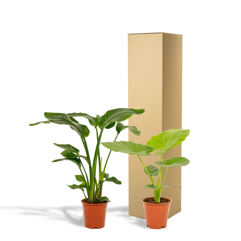 Strelitzia nicolai & Alocasia macrorrhiza – Paradiesvogelblume & Elefantenohr – 2 Pflanzen – 19 cm Topf, ca. 70–85 cm hoch