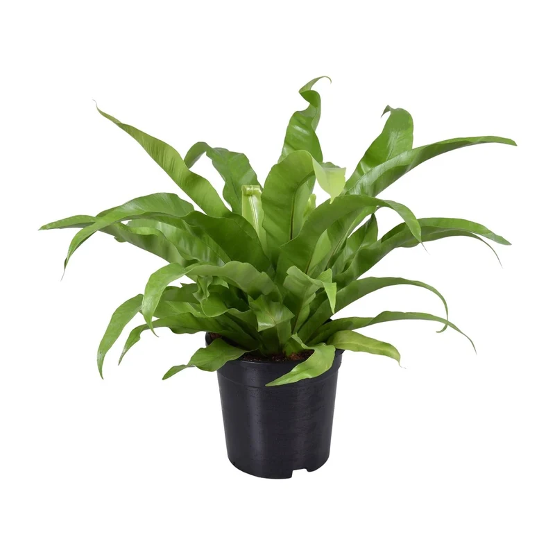 Asplenium antiquum – Nestfarn – verschiedene Größen - 25-60 cm hoch