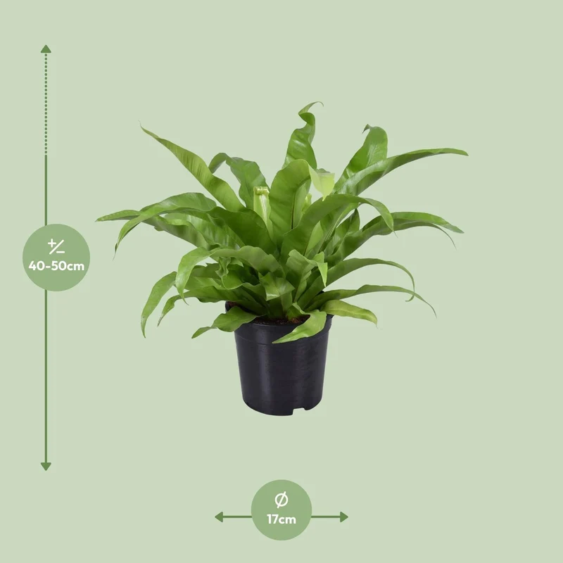 Asplenium antiquum – Nestfarn – verschiedene Größen - 25-60 cm hoch